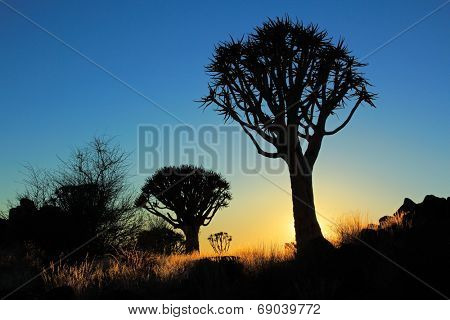 Silhouette of quiver trees (Aloe dichotoma) at sunrise, Namibia, southern Africa