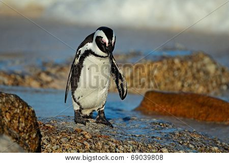 African penguin (Spheniscus demersus) on the beach, Western Cape, South Africa