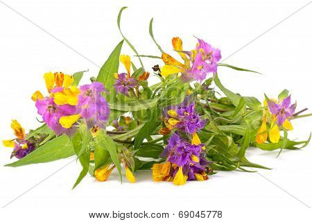 Melampyrum Nemorosum or Ivan-da-marya