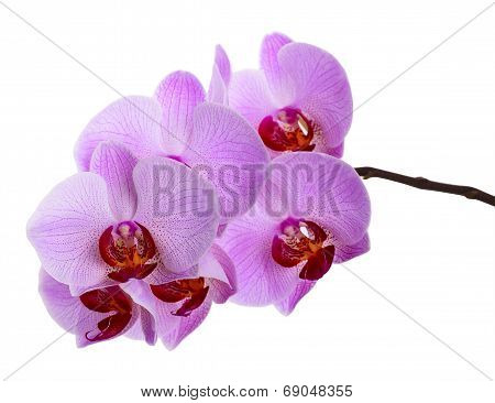 pink orchid flowers isolated on white