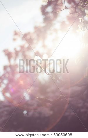 Magnolia Tree Blossom, Spring Flowers With Natural Lens Flare