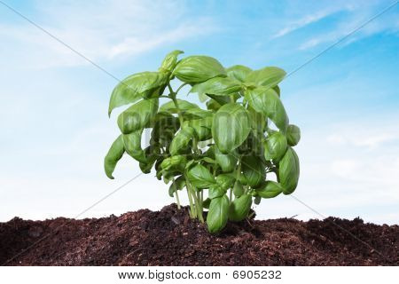 Basil Planted On The Earth, Isolated