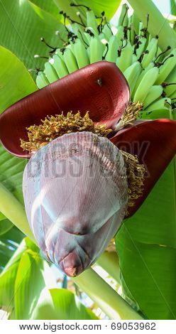 Banana blossom