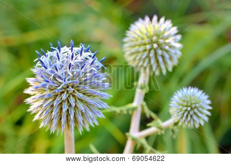 Blue Globe Thistle (echinops)