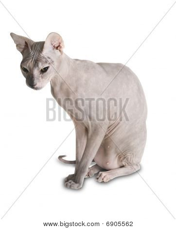 Nøgne kat Sphinx
