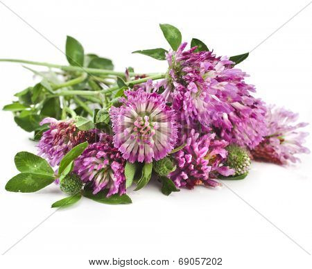 Closeup of red clover flower (Trifolium pratense) isolated on white background