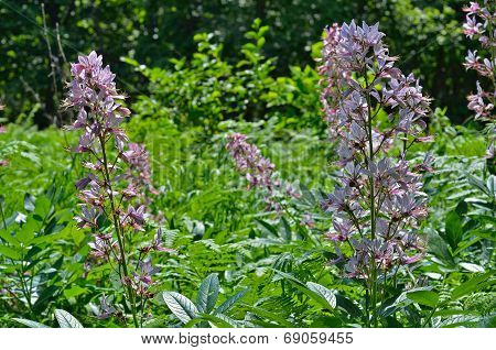 Flowers Fraxinella