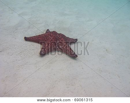 Cushion Sea Star