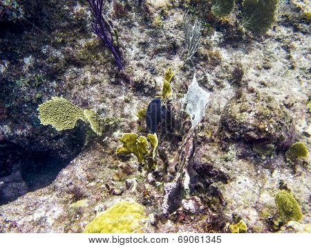 Yellowtail Damselfish