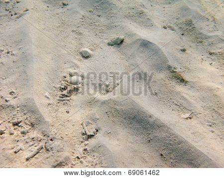 Spiny Flounder