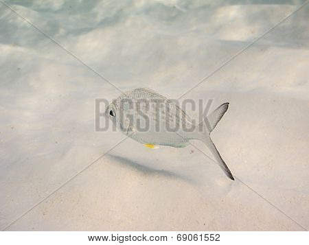 Lonely Fish