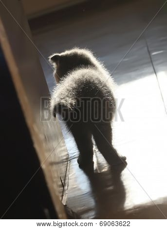 Silhouette Of A Little Kitten