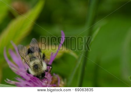 Bumble bee and thistle