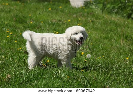 Nice Puppy Of Slovakian Chuvach Standing In The Grass