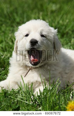 Amazing White Puppy Of Slovakian Chuvach Lying In The Grass
