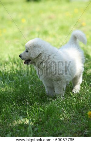 Nice Puppy Of Slovakian Chuvach Standing In The Grass