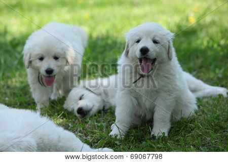 Amazing White Puppies Of Slovakian Chuvach Lying In The Grass