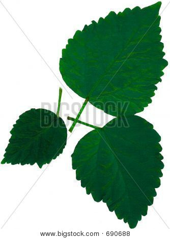 3 Skär ut Azalea blad  