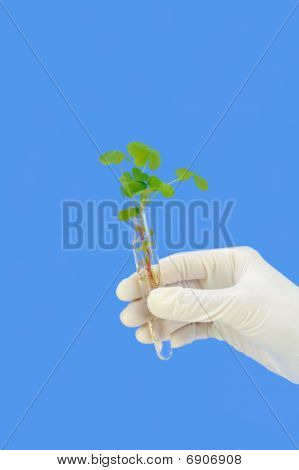 Käsi putki, tuore sorel (oxalis)