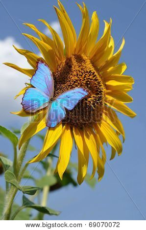 Sunflower And Butterfly