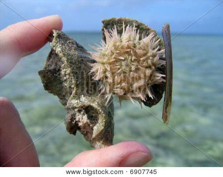 Riccio di mare