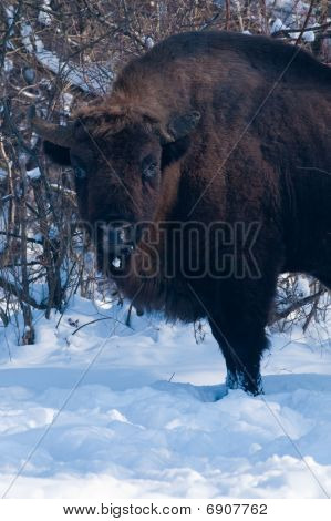 Eski Eurpean Bison (bizon Bonasus) portre