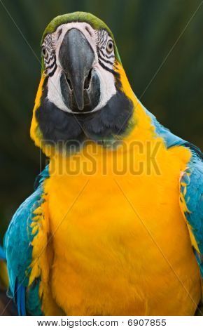 Modrá a žlutá Macaw