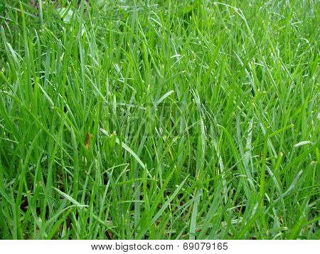 green grass