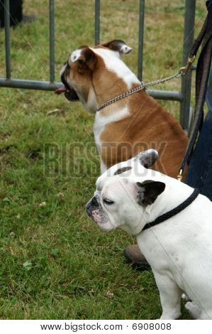 twee honden