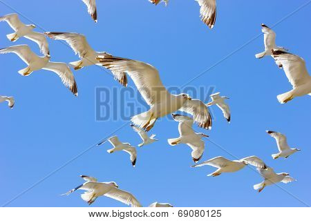 Swarm Of Flying Sea Gulls