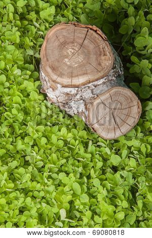 tree stump on the green grass