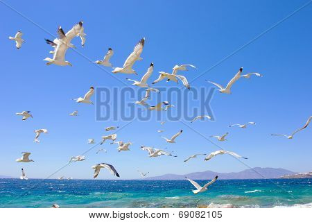 Swarm Of Flying Sea Gulls
