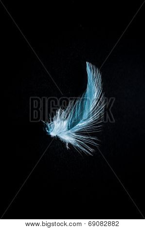 Blue feather