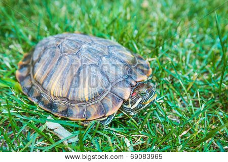 Terrapin