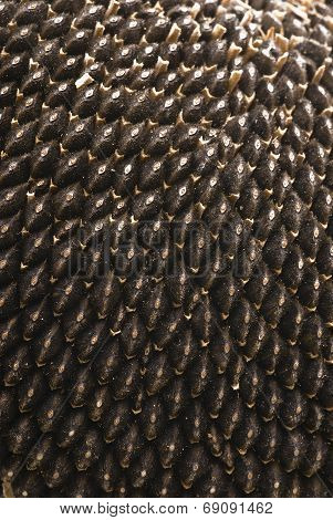 Sunflower Seeds Texture