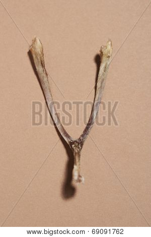 Wishbone isolated over colored background