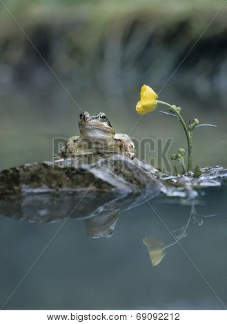 Frog Sitting on Rock