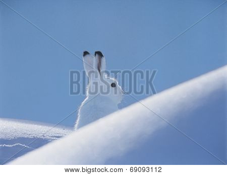 Snowshoe Hare