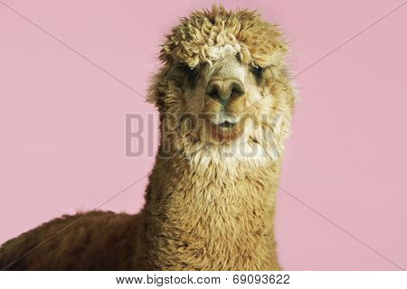 Closeup of an Alpaca against pink background