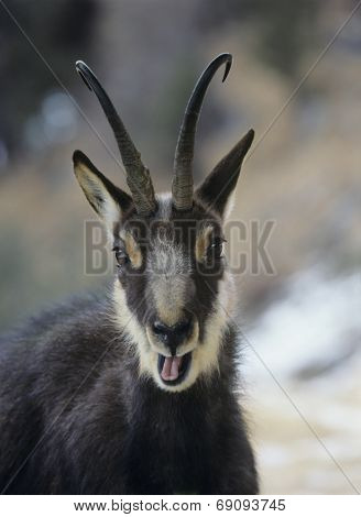 Goat Bleating