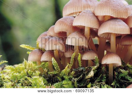 Mushroom caps