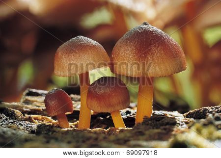 Plants 