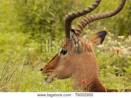 Large South African male Impala