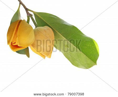 Soursop Flower