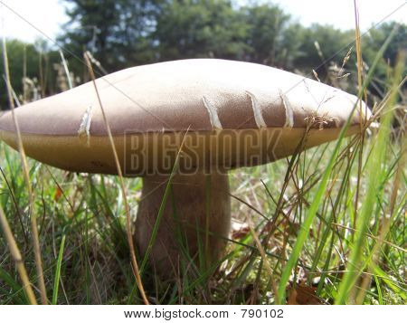 Champignon