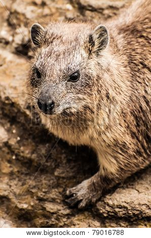 Rock Hyrax