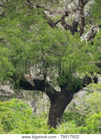 Leopard Sleeping In Tree