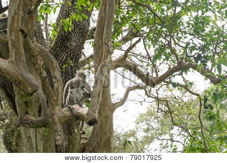 Toque Macaque Monkeys
