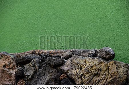Canarian Lizard