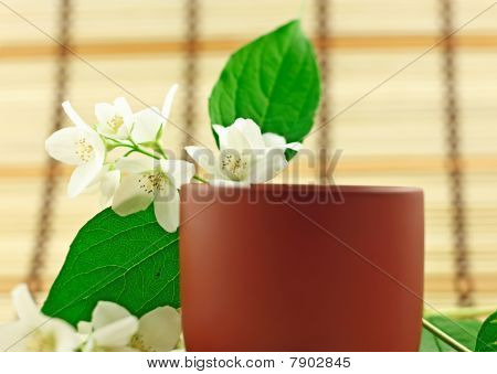 Jasmin te